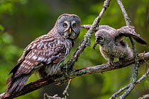 Great Grey Owl (Strix nebulosa) feeding owlet, perched on fallen branch. Ostersund, Sweden. June.