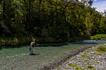 Fly fisherman casting a fly to a sighted brown trout (Salmo trutta) in a gin clear 'backcountry' river, Springs Junction, West Coast, South Island, New Zealand. December, 2009.