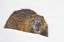 European beaver (Castor fiber) in snow. Portrait with snow covered face. Southern Norway. February.