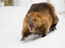 European beaver (Castor fiber) walking in snow. Southern Norway. February