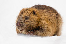 European beaver (Castor fiber) portrait in snow. Southern Norway. February.