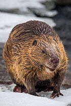 RF- European beaver (Castor fiber) portrait. Standing on snow at rivers edge. Southern Norway. February. (This image may be licensed either as rights managed or royalty free.)
