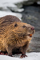 European beaver (Castor fiber) portrait. Standing on snow at rivers edge. Southern Norway. February.