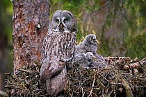 Great Grey Owl (Strix nebulosa) adult and chicks on nest. Nest 'frame' is manmade. Ostersund, Sweden. June.