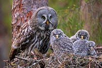 RF- Great Grey Owl (Strix nebulosa) adult and chicks on nest. Nest 'frame' is manmade. Ostersund, Sweden. June. (This image may be licensed either as rights managed or royalty free.)