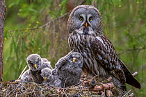 RF- Great Grey Owl (Strix nebulosa) adult and chicks on nest. Nest 'frame' is manmade. Ostersund, Sweden. June. (This image may be licensed either as rights managed or royalty free.)