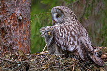Great Grey Owl (Strix nebulosa) adult and chick under wing on nest. Nest 'frame' is manmade. Ostersund, Sweden. June.