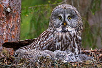 Great Grey Owl (Strix nebulosa) adult on nest, watching over chicks as they sleep. Nest 'frame' is manmade. Ostersund, Sweden. June.
