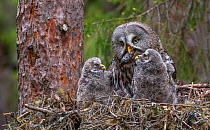 Great Grey Owl (Strix nebulosa) adult and chicks on nest. Adult is cleaning nest of faeces. Nest 'frame' is manmade. Ostersund, Sweden. June.