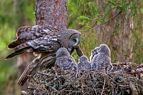 Great Grey Owl (Strix nebulosa) adult  bringing food to chicks on nest. Nest 'frame' is manmade. Ostersund, Sweden. June.