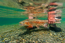 Underwater view of rainbow trout (Oncorhynchus mykiss) being released by a fly fisherman in a small spring fed stream, North Canterbury, South Island, New Zealand. December, 2011.
