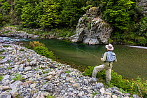 A fly fisherman searches for trout on a freestone river, North Canterbury, South Island, New Zealand. December, 2011.