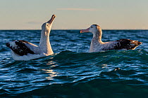 Gibson's Albatross / Toroa (Diomedea antipodensis gibsoni) or Kaikoura Coast, Kaikoura, South Island, New Zealand. January.