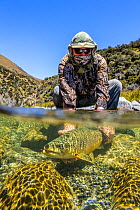 Split level shot of a fly fisherman (Murray Trowbridge) releasing a large brown trout (Salmo trutta) in a gin clear 'backcountry' river, North Canterbury South Island, New Zealand. January, 2012. Mode...