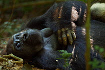 Western lowland gorilla (Gorilla gorilla gorilla) dominant male silverback 'Makumba' aged 32 years resting on his back on the forest floor, Bai Hokou, Dzanga Sangha Special Dense Forest Reserve, Centr...