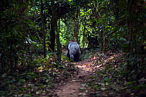 Western lowland gorilla (Gorilla gorilla gorilla) rear view of dominant male silverback 'Makumba' aged 32 years walking along a forest trail, Bai Hokou, Dzanga Sangha Special Dense Forest Reserve, Cen...