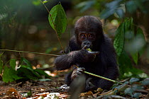 Western lowland gorilla (Gorilla gorilla gorilla) infant 'Sopo' aged 18 months feeding on fruit, Bai Hokou, Dzanga Sangha Special Dense Forest Reserve, Central African Republic. December 2011.