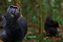 Western lowland gorilla (Gorilla gorilla gorilla) dominant male silverback 'Makumba' aged 32 years sitting portrait, with other gorilla behind, Bai Hokou, Dzanga Sangha Special Dense Forest Reserve, C...