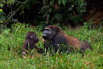 Western lowland gorilla (Gorilla gorilla gorilla) sub-adult male 'Kunga' aged 13 years playing with juvenile male 'Tembo' aged 4 years in Bai Hokou, Dzanga Sangha Special Dense Forest Reserve, Central...