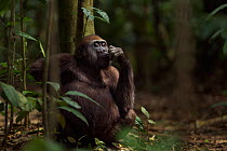 Western lowland gorilla (Gorilla gorilla gorilla) juvenile male 'Mobangi' aged 5 years feeding on fruit while sitting on the forest floor, Bai Hokou, Dzanga Sangha Special Dense Forest Reserve, Centra...