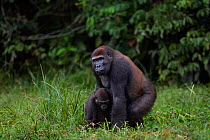 Western lowland gorilla (Gorilla gorilla gorilla) sub-adult male 'Kunga' aged 13 years playing with juvenile male 'Tembo' aged 4 years in Bai Hokou, Dzanga Sangha Special Dense Forest Reserve, Central...