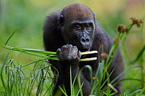 Western lowland gorilla (Gorilla gorilla gorilla) juvenile female 'Bokata' aged 6 years feeding on sedge in Bai Hokou, Dzanga Sangha Special Dense Forest Reserve, Central African Republic. November 20...