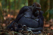 Western lowland gorilla (Gorilla gorilla gorilla) female 'Mopambi' sitting with her playful infant 'Sopo' aged 18 months, Bai Hokou, Dzanga Sangha Special Dense Forest Reserve, Central African Republi...