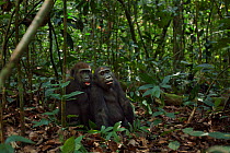 Western lowland gorilla (Gorilla gorilla gorilla) juvenile males 'Mobangi' aged 5 years and 'Tembo' aged 4 years sitting together in the forest, Bai Hokou, Dzanga Sangha Special Dense Forest Reserve,...