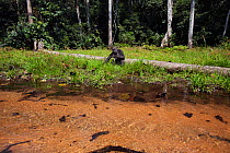 Western lowland gorilla (Gorilla gorilla gorilla) juvenile female 'Bokata' aged 6 years feeding on sedge grasses beside a river, Bai Hokou, Dzanga Sangha Special Dense Forest Reserve, Central African...