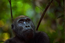 Western lowland gorilla (Gorilla gorilla gorilla) juvenile female 'Bokata' aged 6 years head and shoulders portrait, Bai Hokou, Dzanga Sangha Special Dense Forest Reserve, Central African Republic. De...