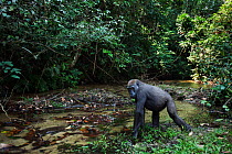 Western lowland gorilla (Gorilla gorilla gorilla) juvenile female 'Bokata' aged 6 years approaching a river, Bai Hokou, Dzanga Sangha Special Dense Forest Reserve, Central African Republic. December 2...