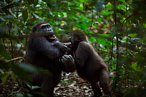 Western lowland gorilla (Gorilla gorilla gorilla) sub-adult male 'Kunga' aged 13 years playing with juvenile male 'Mobangi' aged 5 years, Bai Hokou, Dzanga Sangha Special Dense Forest Reserve, Central...