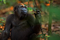 Western lowland gorilla (Gorilla gorilla gorilla) juvenile male 'Mobangi' aged 5 years sitting on the forest floor, Bai Hokou, Dzanga Sangha Special Dense Forest Reserve, Central African Republic. Dec...