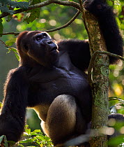 Western lowland gorilla (Gorilla gorilla gorilla) dominant male silverback 'Makumba' aged 32 years sitting in a tree, Bai Hokou, Dzanga Sangha Special Dense Forest Reserve, Central African Republic. D...