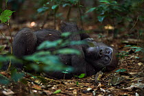 Western lowland gorilla (Gorilla gorilla gorilla) juvenile male 'Mobangi' aged 5 years resting on back on the forest floor, Bai Hokou, Dzanga Sangha Special Dense Forest Reserve, Central African Repub...