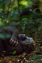 Western lowland gorilla (Gorilla gorilla gorilla) juvenile male 'Mobangi' aged 5 years resting on back on the forest floor, Bai Hokou, Dzanga Sangha Special Dense Forest Reserve, Central African Repub...