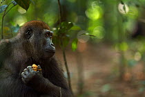 Western lowland gorilla (Gorilla gorilla gorilla) juvenile male 'Mobangi' aged 5 years feeding on fruit, Bai Hokou, Dzanga Sangha Special Dense Forest Reserve, Central African Republic. December 2011.