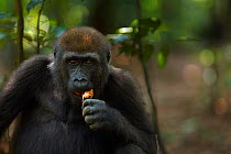 Western lowland gorilla (Gorilla gorilla gorilla) juvenile male 'Mobangi' aged 5 years feeding on fruit, Bai Hokou, Dzanga Sangha Special Dense Forest Reserve, Central African Republic. December 2011.