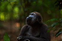 Western lowland gorilla (Gorilla gorilla gorilla) juvenile male 'Mobangi' aged 5 years head and shoulders portrait, Bai Hokou, Dzanga Sangha Special Dense Forest Reserve, Central African Republic. Dec...