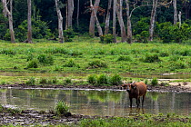 Forest buffalo (Syncerus caffer nanus) standing in a river running through Bai Hokou, Dzanga Sangha Special Dense Forest Reserve, Central African Republic. December 2011.