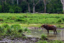 Forest buffalo (Syncerus caffer nanus) standing and urinating in a river running through Bai Hokou, Dzanga Sangha Special Dense Forest Reserve, Central African Republic. December 2011.