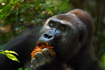 Western lowland gorilla (Gorilla gorilla gorilla) dominant male silverback 'Makumba' aged about 32 years feeding on fruit, Bai Hokou, Dzanga Sangha Special Dense Forest Reserve, Central African Republ...