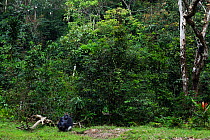 Western lowland gorilla (Gorilla gorilla gorilla) dominant male silverback 'Makumba' aged 32 years sitting at the edge of the forest, Bai Hokou, Dzanga Sangha Special Dense Forest Reserve, Central Afr...
