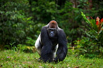 Western lowland gorilla (Gorilla gorilla gorilla) dominant male silverback 'Makumba' aged 32 years walking at the edge of the forest, Bai Hokou, Dzanga Sangha Special Dense Forest Reserve, Central Afr...