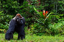 Western lowland gorilla (Gorilla gorilla gorilla) dominant male silverback 'Makumba' aged 32 years standing at the edge of the forest, Bai Hokou, Dzanga Sangha Special Dense Forest Reserve, Central Af...