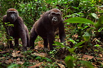 Western lowland gorilla (Gorilla gorilla gorilla) sub-adult female 'Mosoko' aged 8 years and juvenile male 'Mobangi' aged 5 years approaching with curiosity, Bai Hokou, Dzanga Sangha Special Dense For...