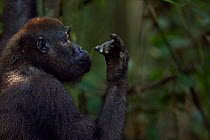 Western lowland gorilla (Gorilla gorilla gorilla) juvenile female 'Bokata' aged 6 years head and shoulders portrait looking at fingers, Bai Hokou, Dzanga Sangha Special Dense Forest Reserve, Central A...