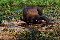 Western lowland gorilla (Gorilla gorilla gorilla) sub-adult male 'Kunga' aged 13 years crouching low to drink from a pool of water in Bai Hokou, Dzanga Sangha Special Dense Forest Reserve, Central Afr...