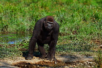 Western lowland gorilla (Gorilla gorilla gorilla) sub-adult male 'Kunga' aged 13 years standing in  Bai Hokou, Dzanga Sangha Special Dense Forest Reserve, Central African Republic. December 2011.