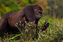 Western lowland gorilla (Gorilla gorilla gorilla) sub-adult male 'Kunga' aged 13 years feeding on sedge grasses in Bai Hokou, Dzanga Sangha Special Dense Forest Reserve, Central African Republic. Dece...